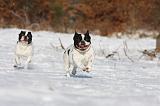 BOULEDOGUE FRANCAIS 936